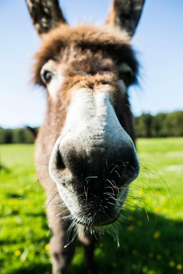 Clissmann Horse Caravans Glamping Rathdrum Eksteriør bilde