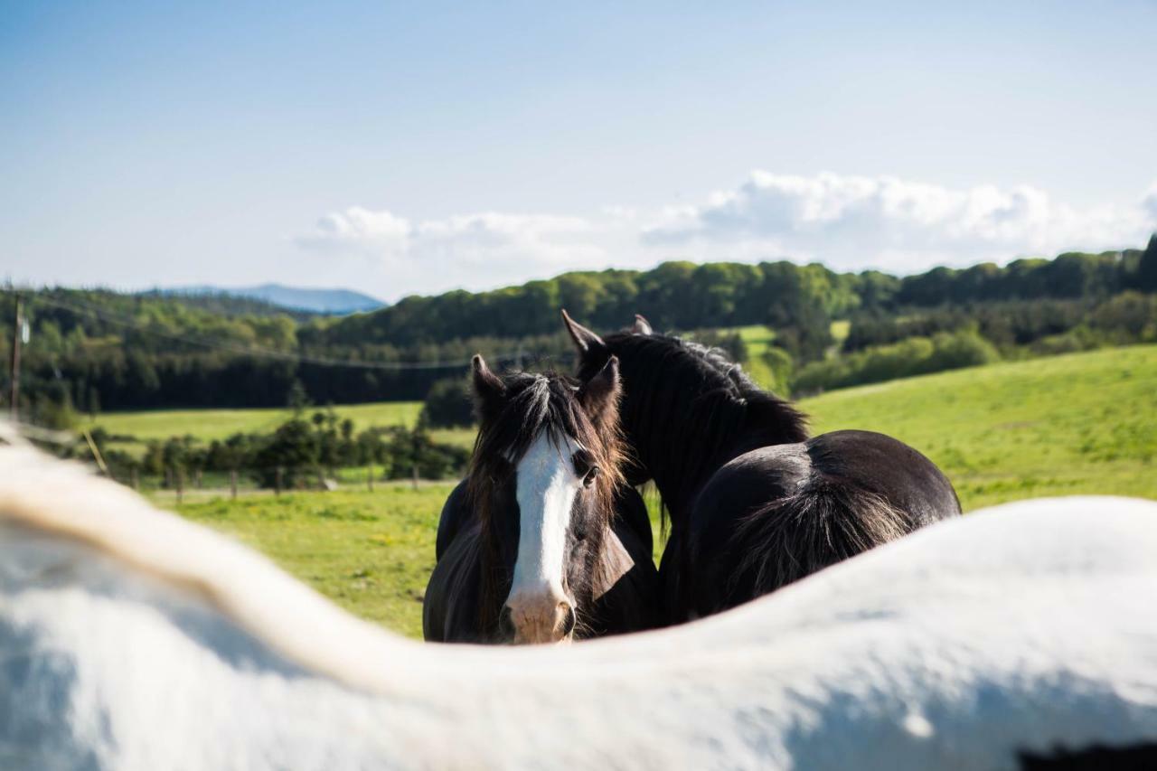 Clissmann Horse Caravans Glamping Rathdrum Eksteriør bilde